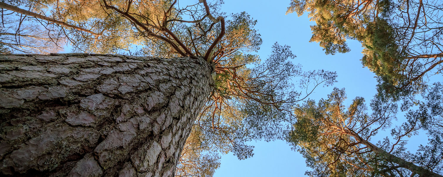 Saga_Wood_Skog